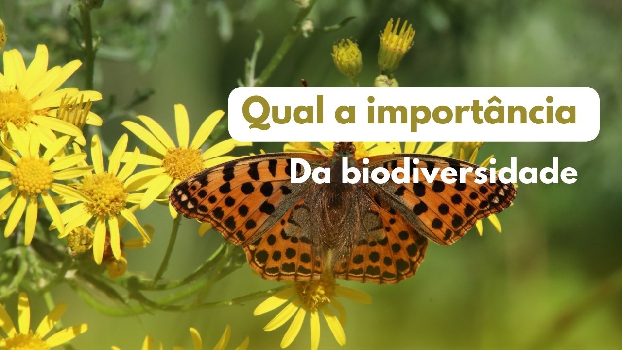Qual a importância da biodiversidade?