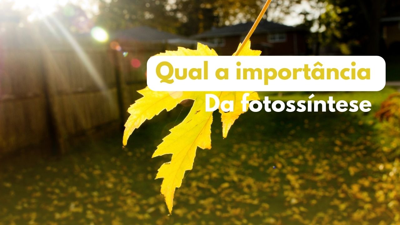 Qual a importância da fotossíntese?