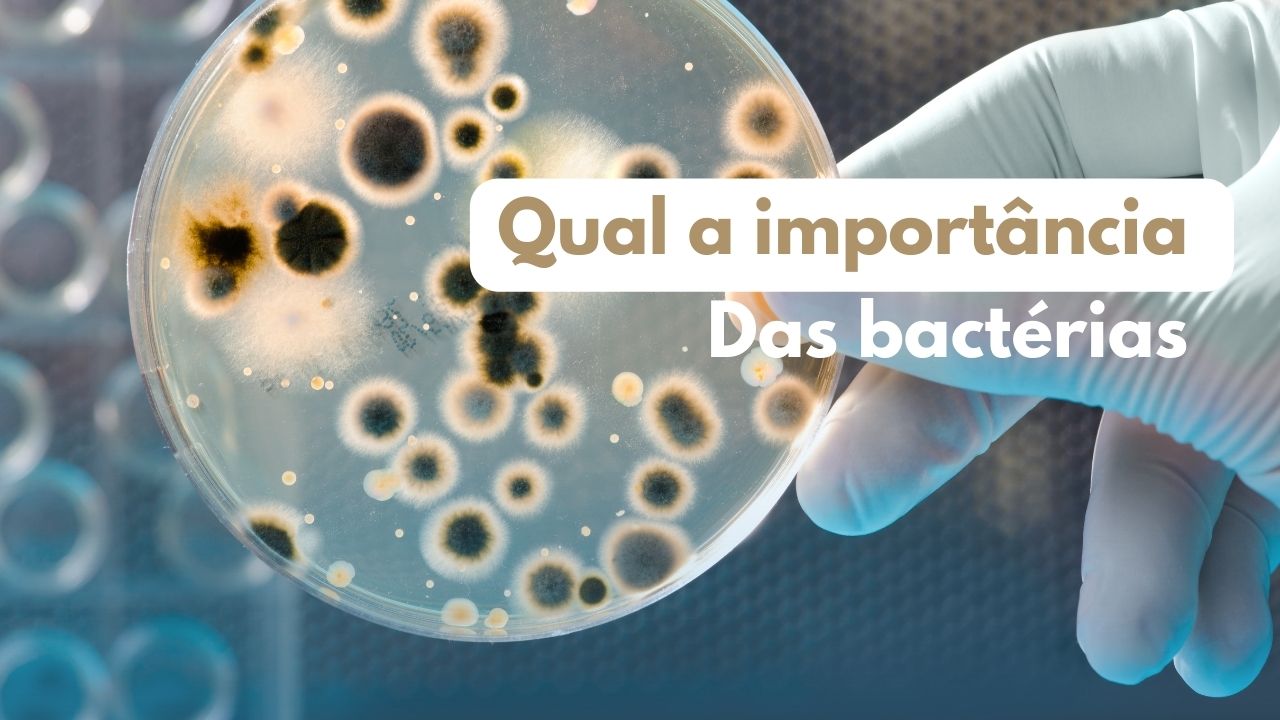 Qual a importância das bactérias?