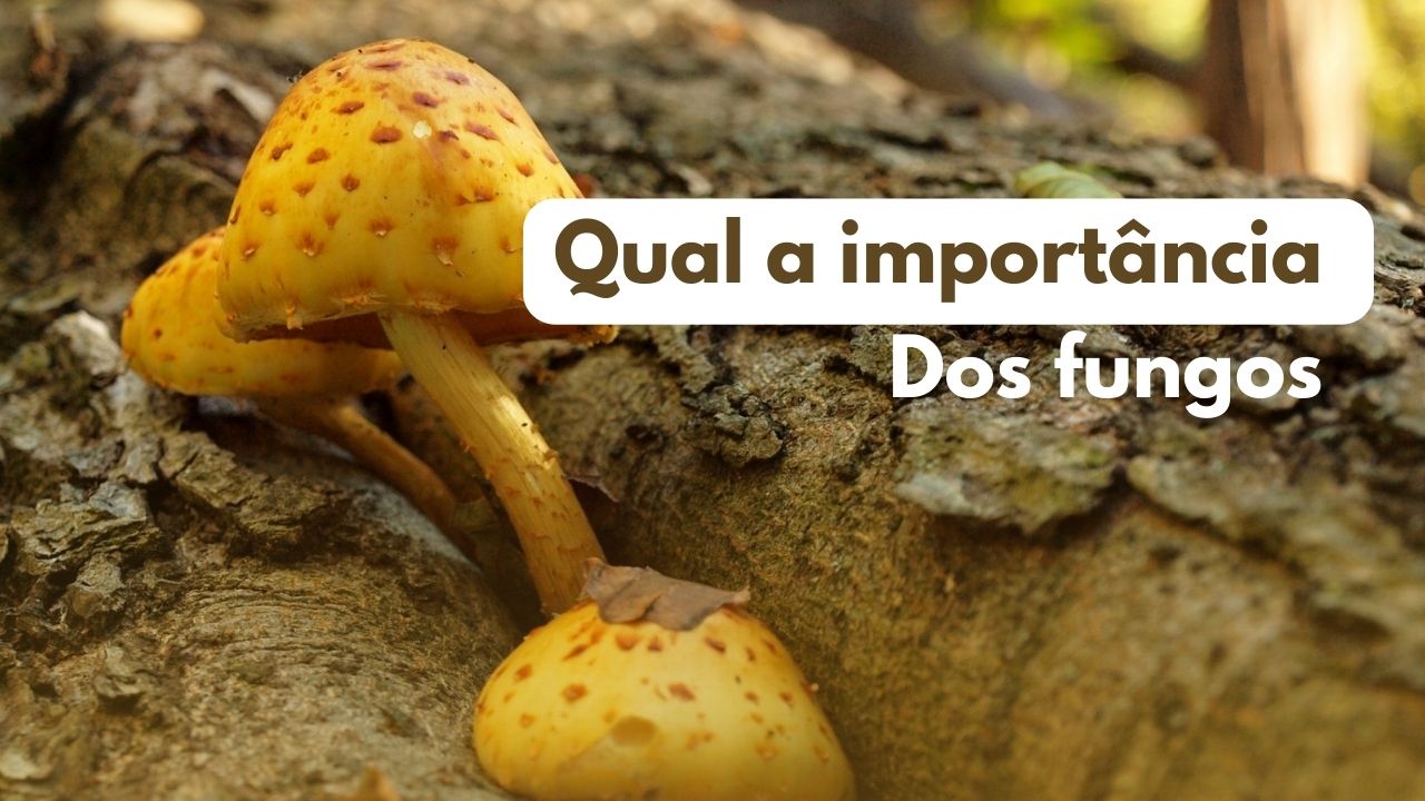 Cite Dois Exemplos Que Representa A Importância Econômica Dos Fungos